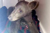 A bear cub is seen at Lake Tahoe Wildlife Care in South Lake Tahoe, Calif., after it suffered b ...