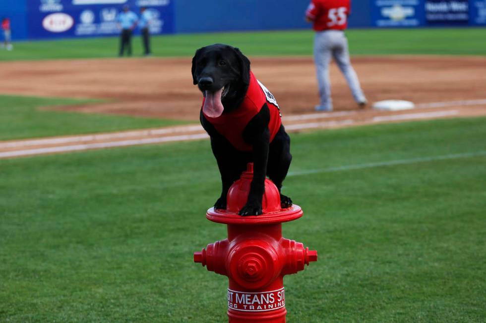 Las Vegas 51s bat dog Finn waits for a command during a game against the Albuquerque Isotopes a ...
