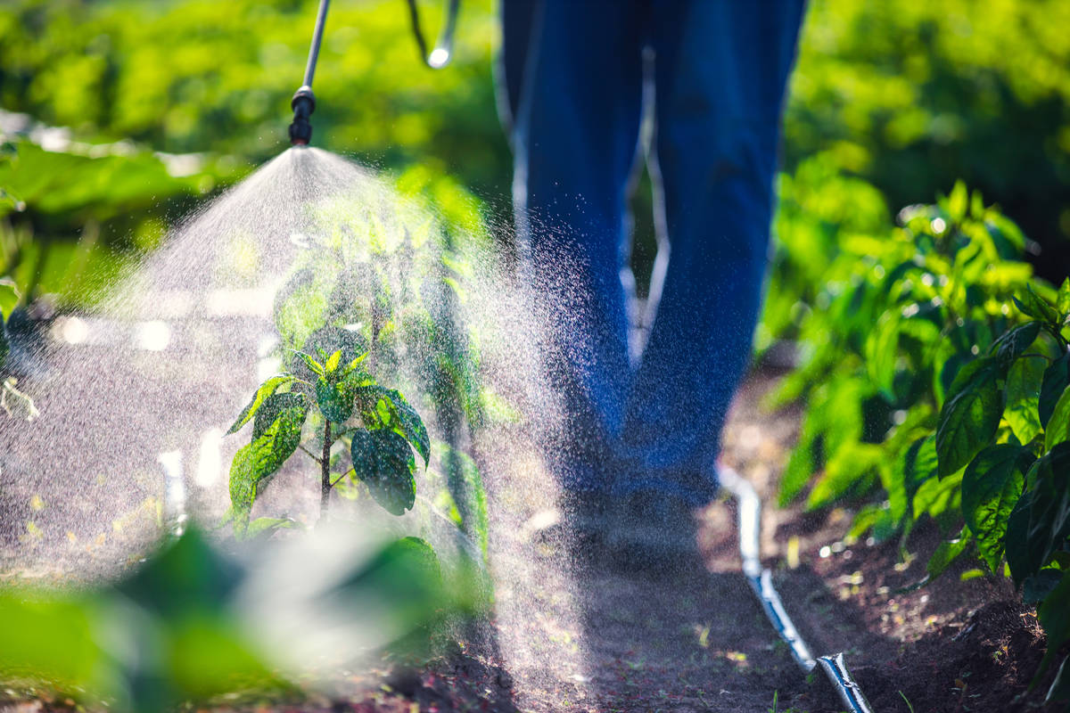 An exterminator sprays plants in the garden with an insecticide. (Getty Images)
