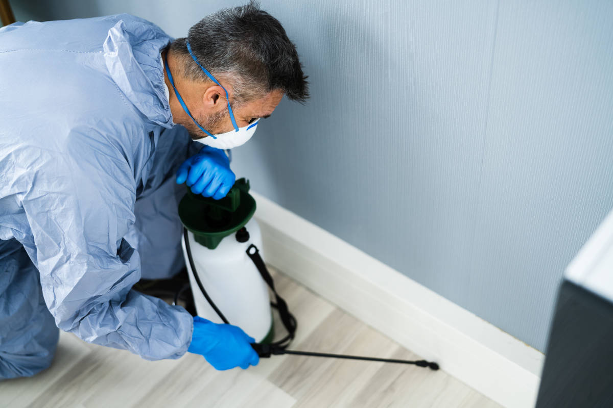 A pest control exterminator sprays pesticide inside a house. Servicing the home regularly throu ...