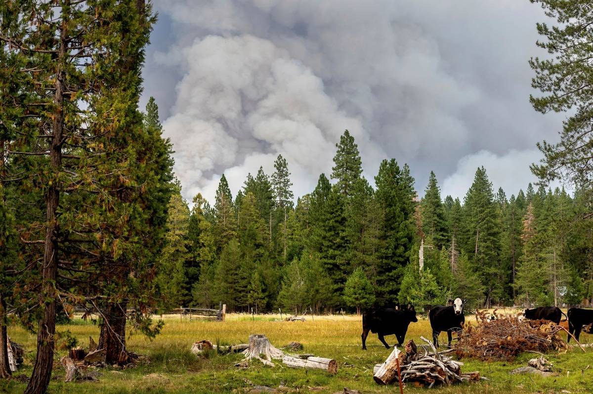 Cows graze as smoke rises from the Dixie Fire burning in Lassen National Forest, near Jonesvill ...