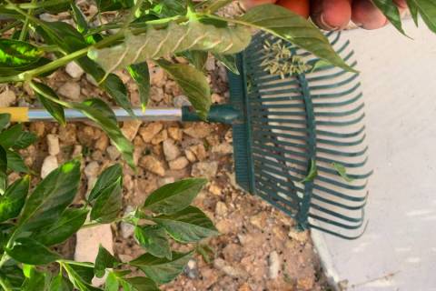 Seeing hornworms is usually a spring phenomenon, but the rains may have encouraged a large popu ...
