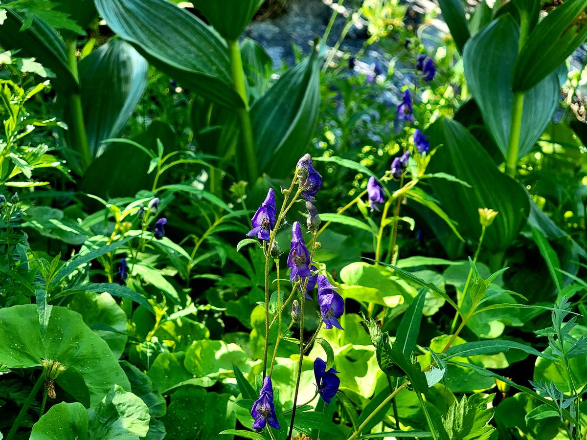 Tall, lanky and toxic monkshood with deep purple blooms found along Lower Meadow Loop trail. (N ...