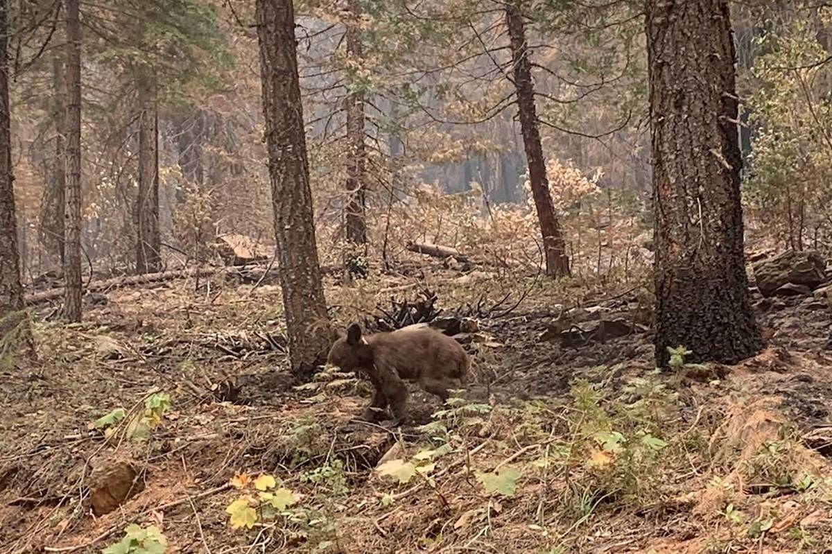 An orphaned bear cub walks alone through an area impacted by the Dixie Fire in Plumas County, C ...