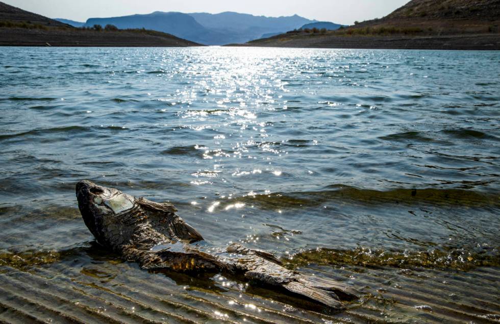 A dead fish floats near the shore as the boat launch is now closed for Boulder Harbor as well a ...