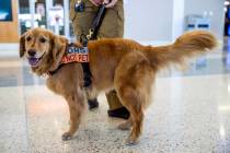 Alona, a 4-year-old Golden Retriever who works with her Transportation Security Administration ...