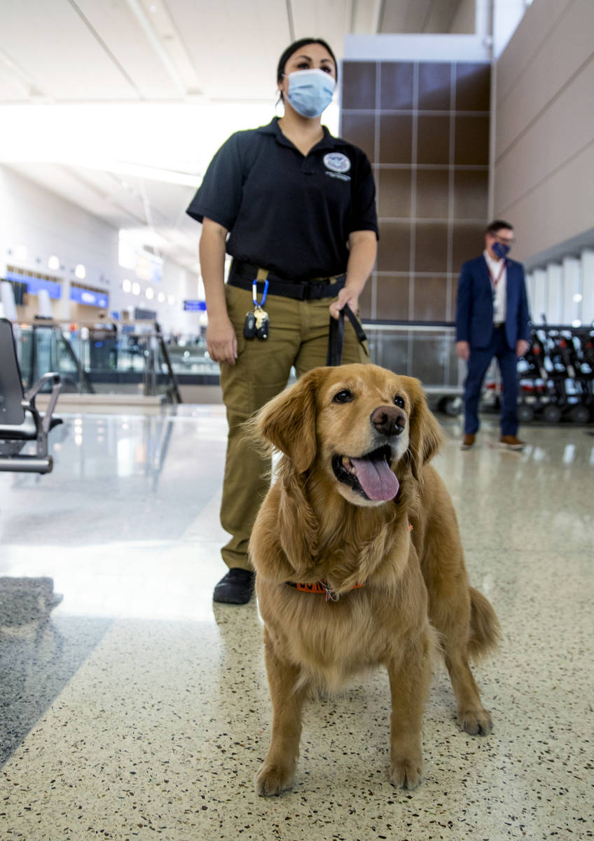 Transportation Security Administration handler Vanessa works with her dog Alona, a 4-year-old G ...