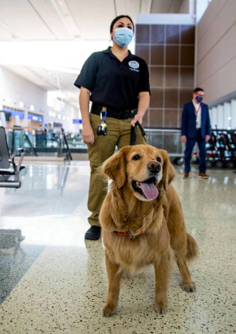 Transportation Security Administration handler Vanessa works with her dog Alona, a 4-year-old G ...