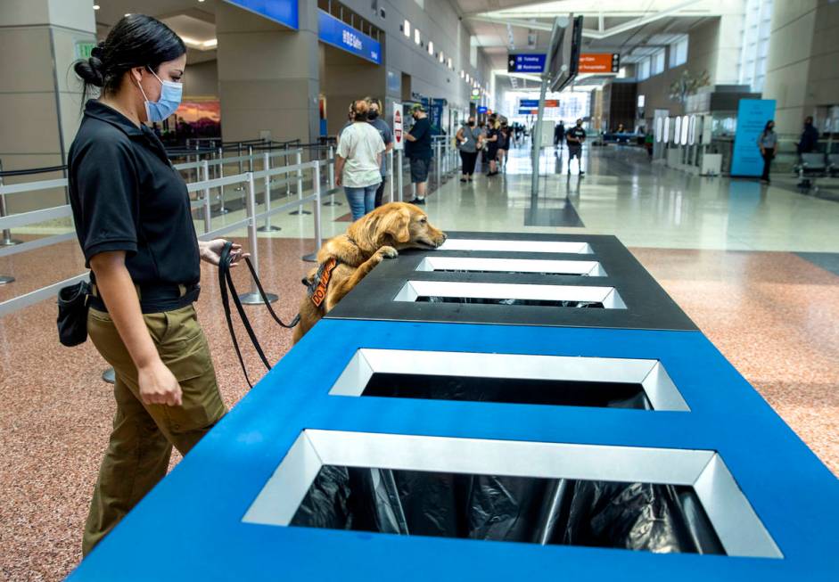Transportation Security Administration handler Vanessa inspects garbage bins as she works with ...