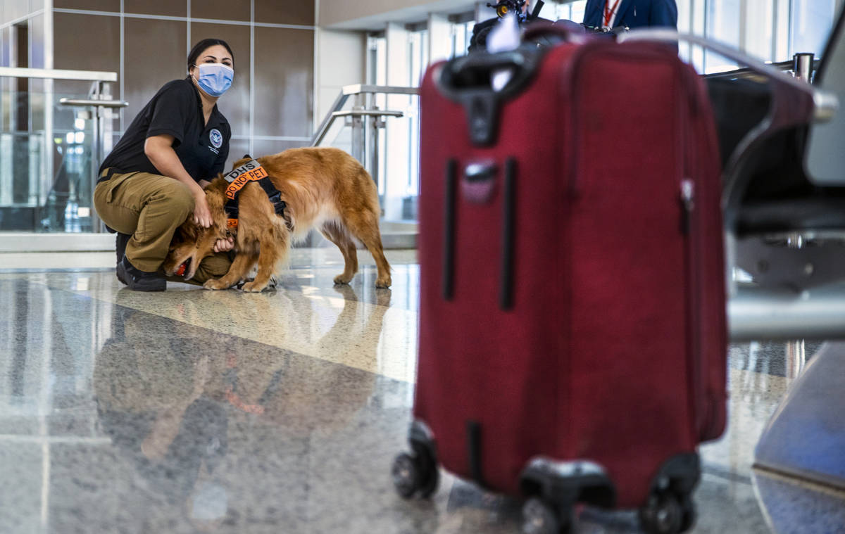 Transportation Security Administration handler Vanessa with her dog Alona, a 4-year-old Golden ...