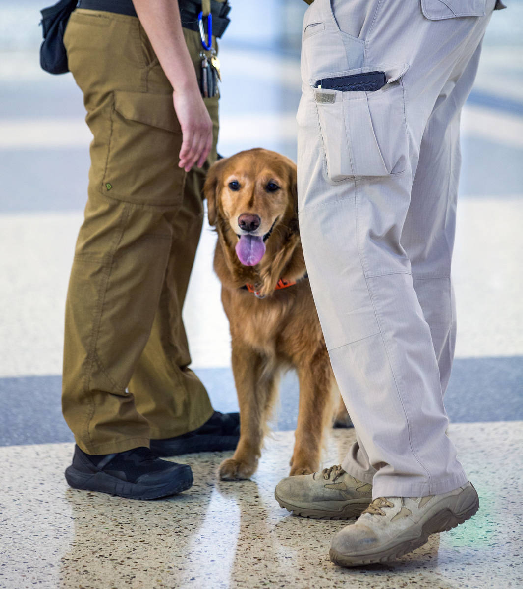 Alona, a 4-year-old Golden Retriever who works with her Transportation Security Administration ...