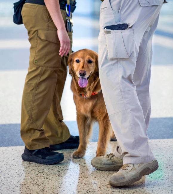 Alona, a 4-year-old Golden Retriever who works with her Transportation Security Administration ...