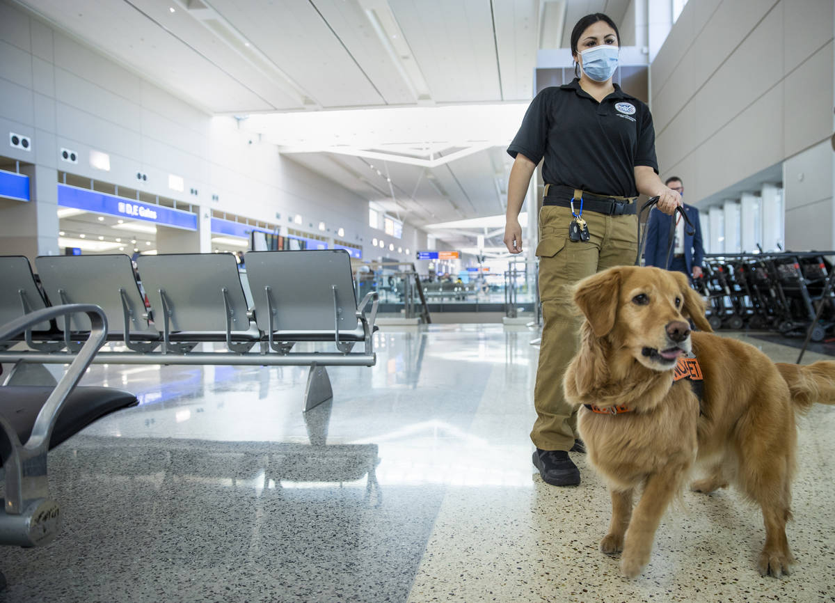 Transportation Security Administration handler Vanessa with her dog Alona, a 4-year-old Golden ...