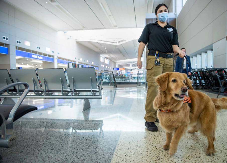 Transportation Security Administration handler Vanessa with her dog Alona, a 4-year-old Golden ...