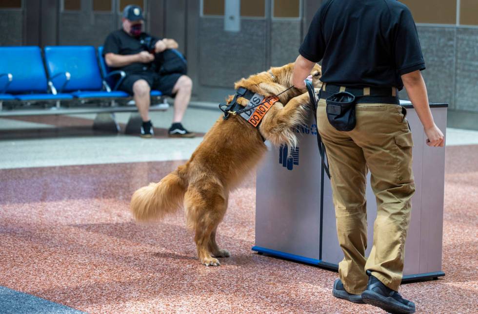 Transportation Security Administration handler Vanessa inspects garbage bins as she works with ...