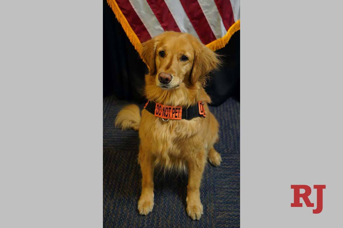 Alona was named the TSA's Cutest Canine. (TSA)