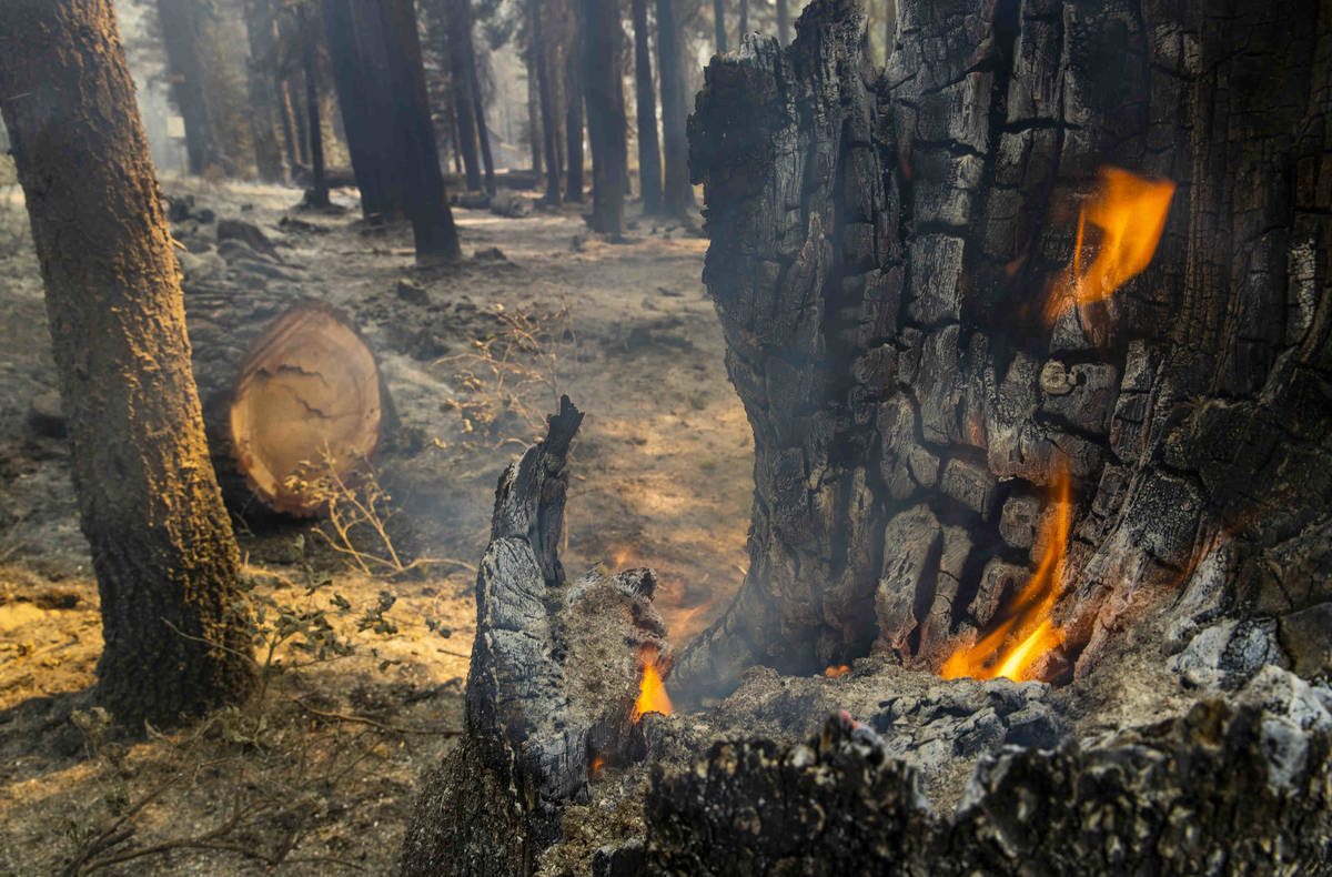 A tree still burns from the Caldor Fire along California State Route 50 at Sierra Pines Road ...