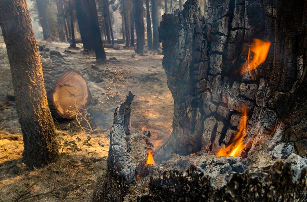 A tree still burns from the Caldor Fire along State Route 50 at Sierra Pines Road on Wednesday, ...