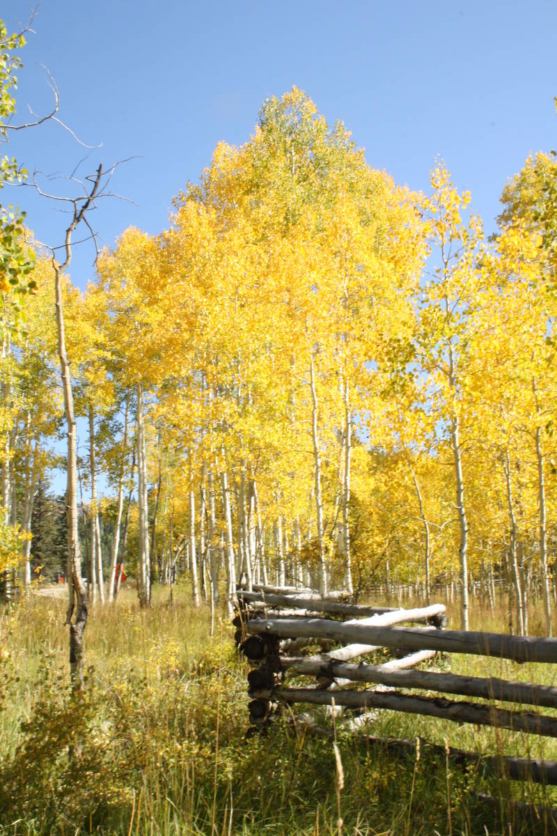 Aspen trees are the stars of the autumn fall foliage season in the Southwest. (Deborah Wall)