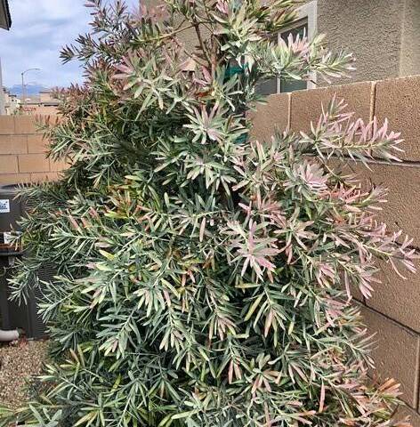 This yew pine shows leaf browning due to a lack of water and poor soil improvement. (Bob Morris)