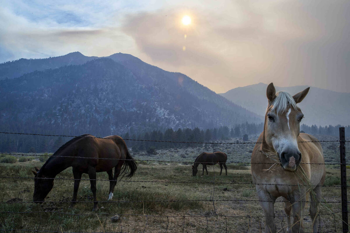 Horses eat grass along SR 207 as the Caldor Fire rages over the next ridge on Wednesday, Sept. ...