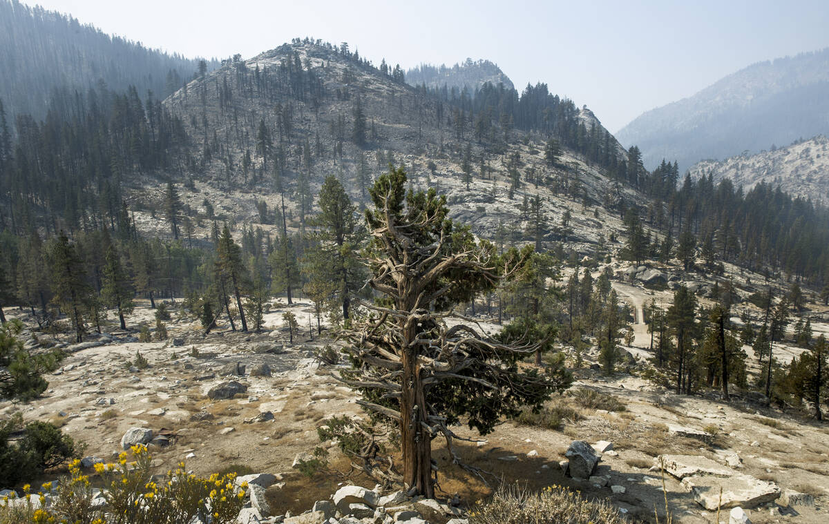 The entire Ridgeline has been burned from the Caldor Fire on Thursday, Sept. 2, 2021, in Twin B ...