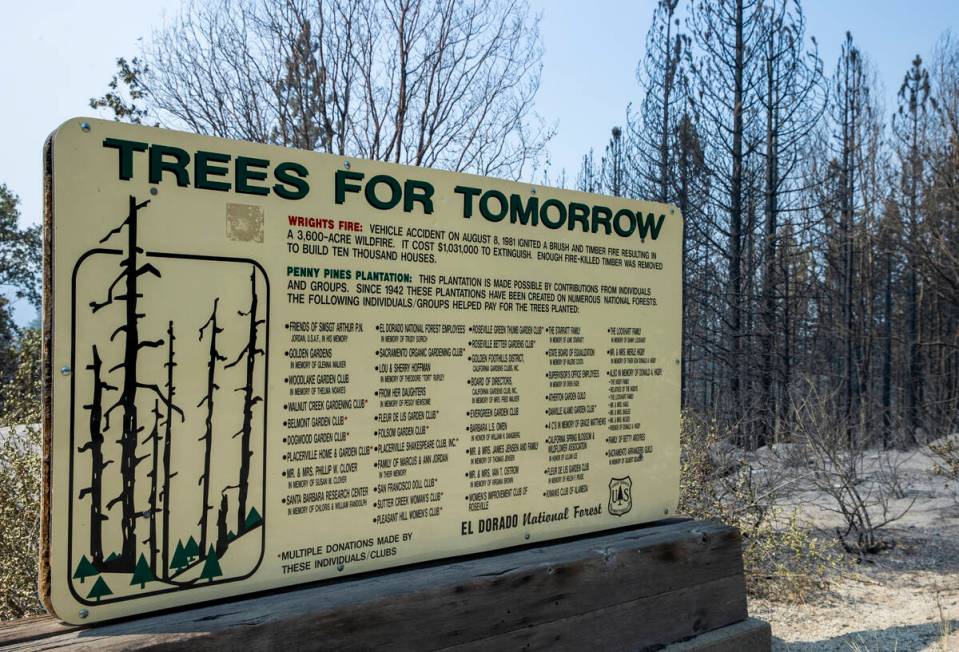 A sign denotes an earlier fire in 1981 and replanting, now the area has burned again from the C ...
