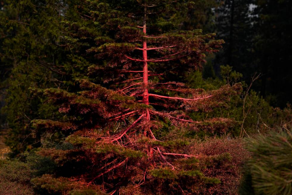 A tree is covered in fire retardant as fire crews continue to battle the Caldor Fire in South L ...