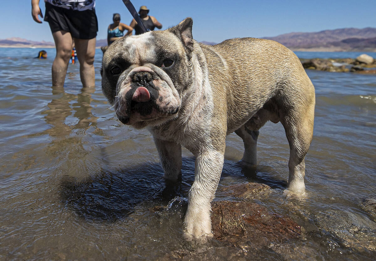 A french bulldog named “Sparky” plays in Lake Mead on Labor Day on Monday, Sept. 6, 2021, n ...
