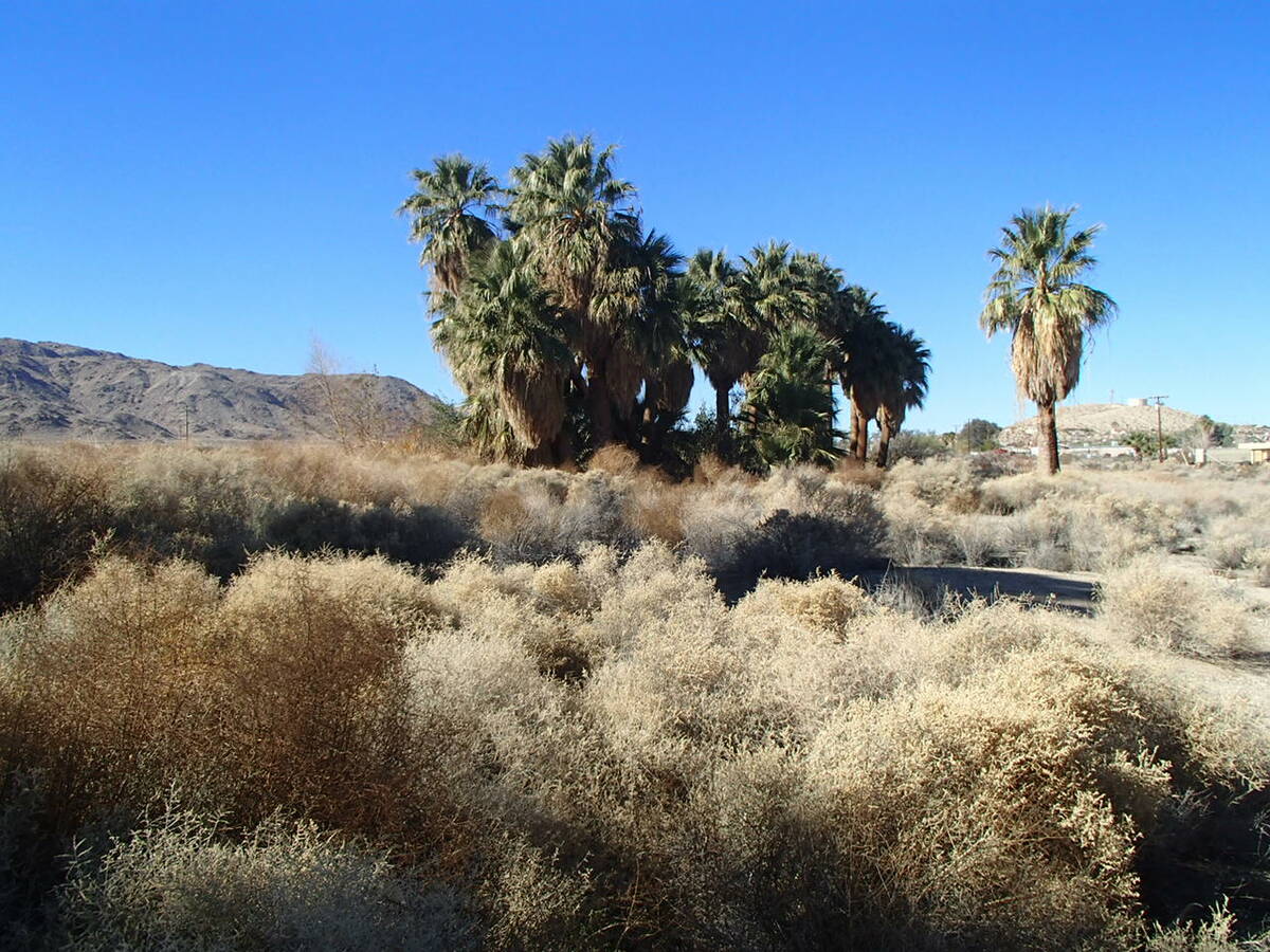 Desert palms, or California palms, are found as native palms in the desert clustered around wat ...