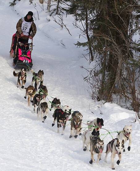 Cadet, lead dog, and Skye, last dog, left, for musher Wade Marrs are shown during the 2013 Idit ...