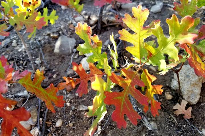 Gambel oak at its prettiest during autumn along the Acastus trail just below the Retreat on Cha ...