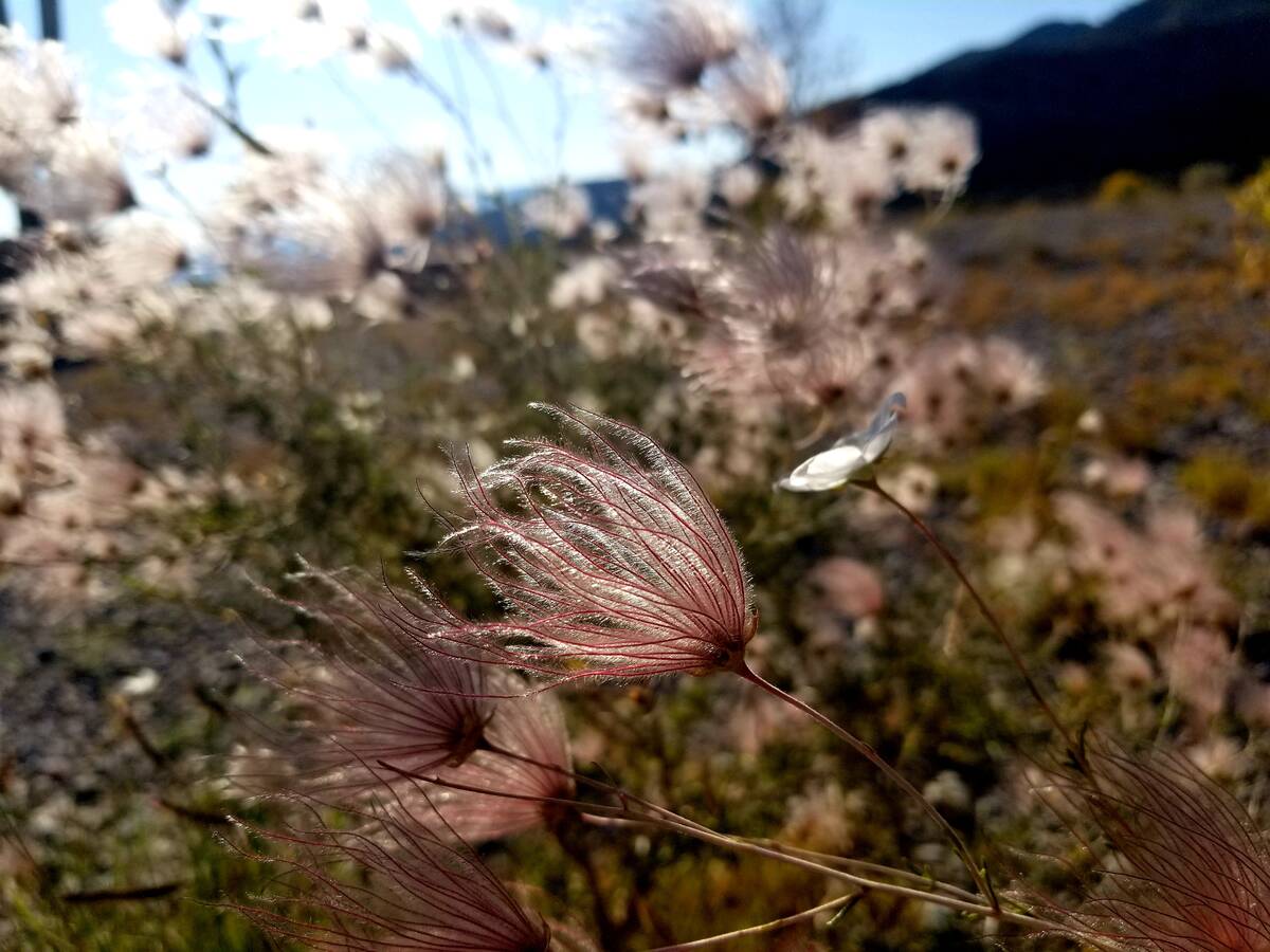 Apache plume continues its feathery bloom into September at Mt. Charleston. (Natalie Burt)