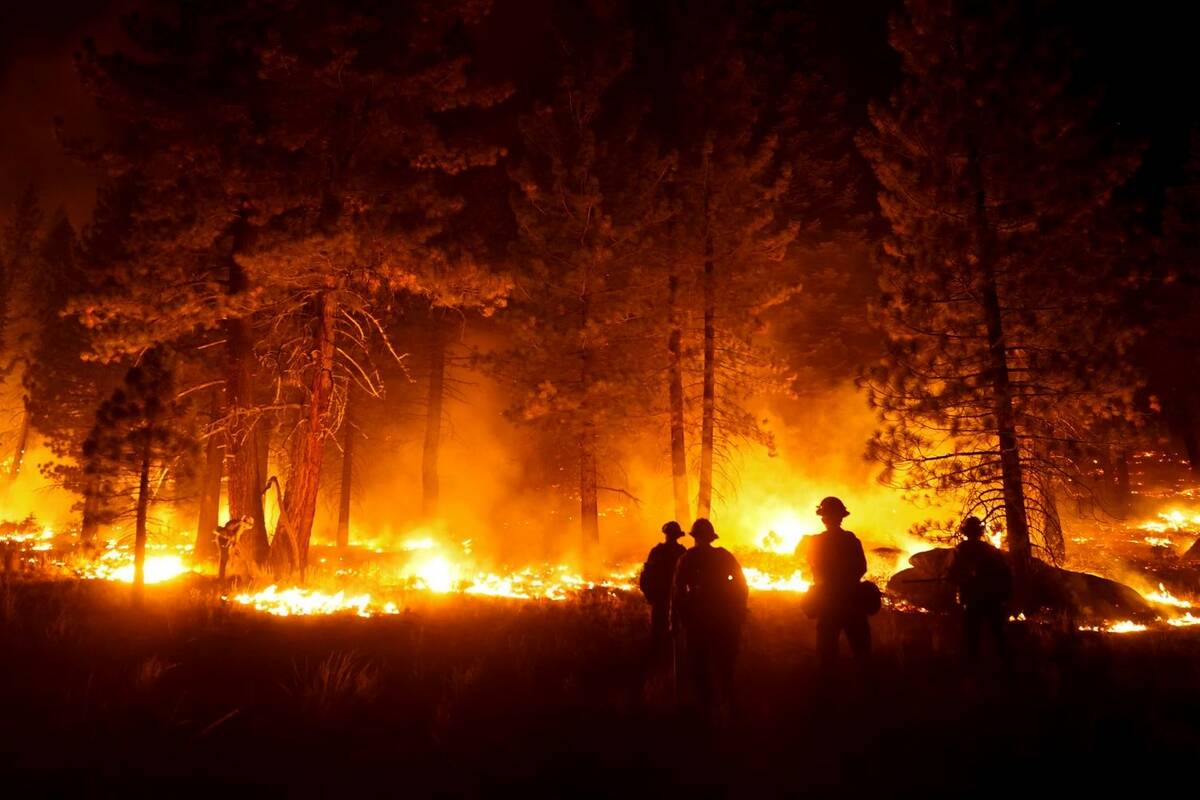 A firefighter lights a backfire to stop the Caldor Fire from spreading near South Lake Tahoe, C ...