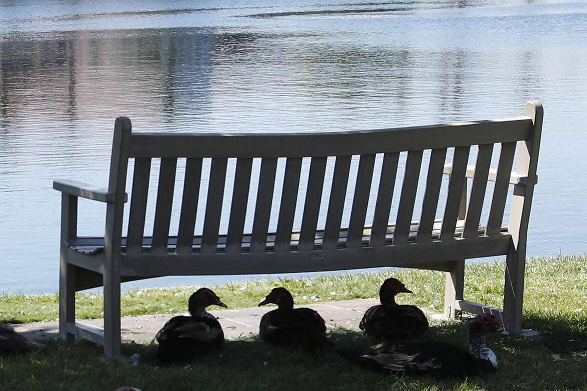 Ducks sit under a bench along Mariner Drive in Las Vegas, Friday, Aug. 27, 2021, to avoid stron ...