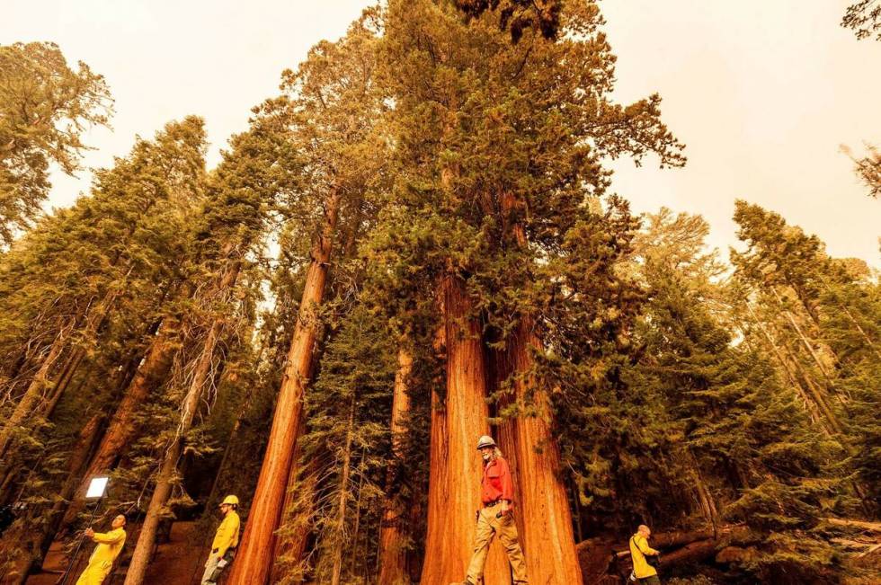 Members of the media walk among sequoia trees in Lost Grove as the KNP Complex Fire burns about ...