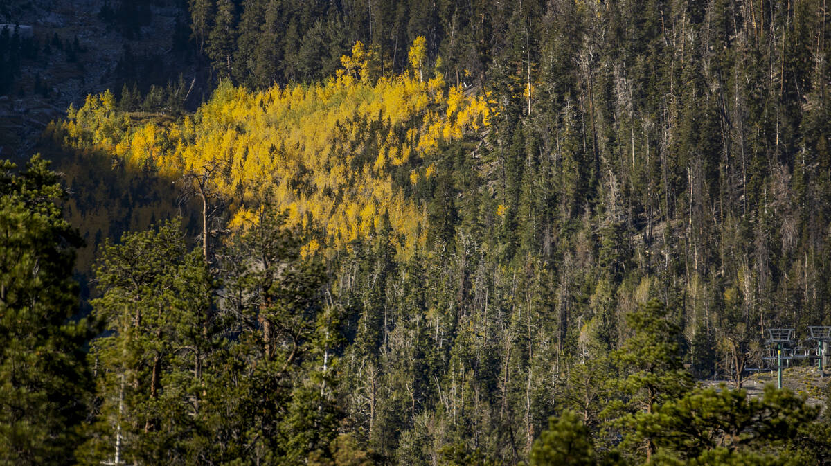 A large stand of Aspens turns color on the first day of fall above the Lee Canyon ski resort li ...