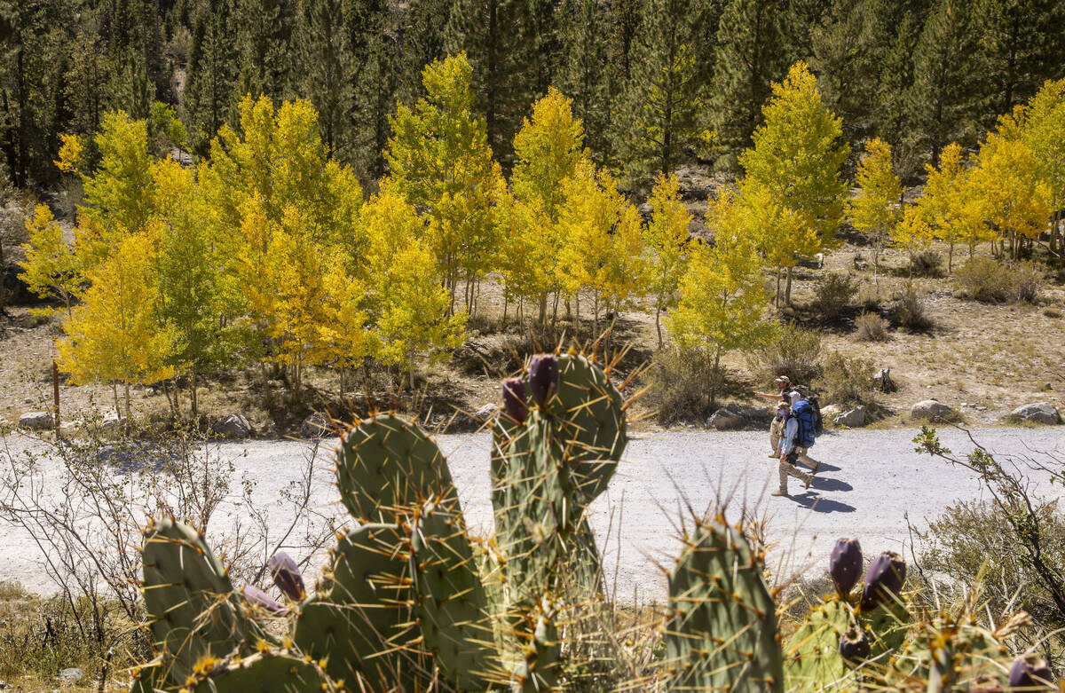 Hikers make their way from the Mary Jane Falls trailhead about colorful Aspens on the first day ...