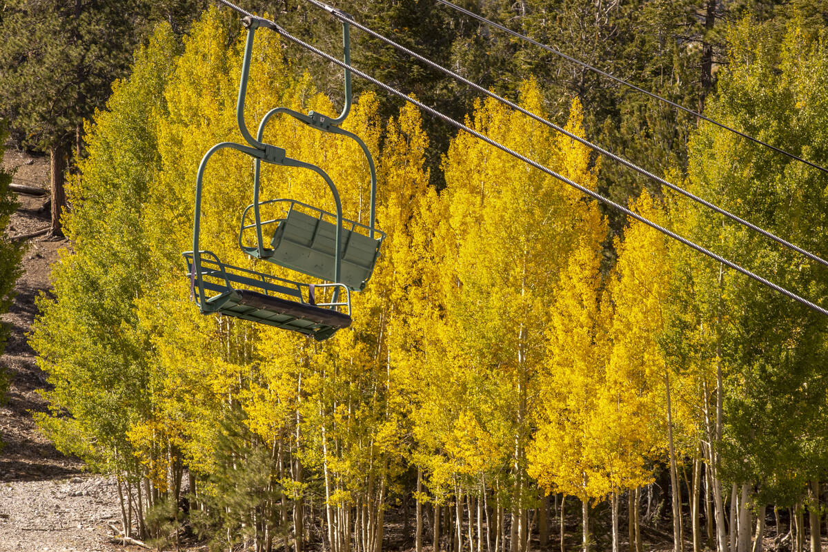 A stand of Aspens turns color on the first day of fall about the ski lift above the Lee Canyon ...
