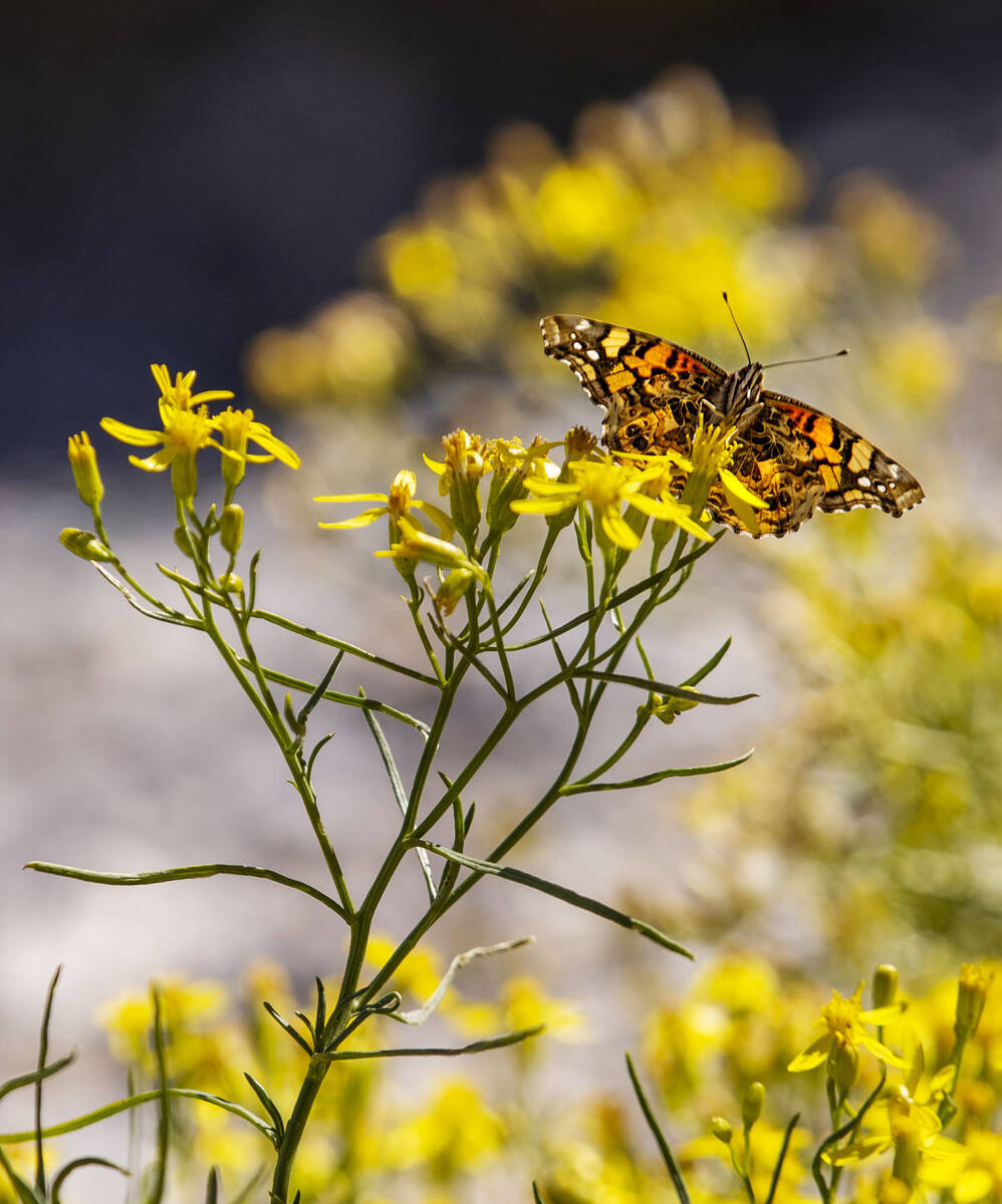 A butterfly rests atop some flower petals on the first day of fall near the Lee Canyon ski reso ...