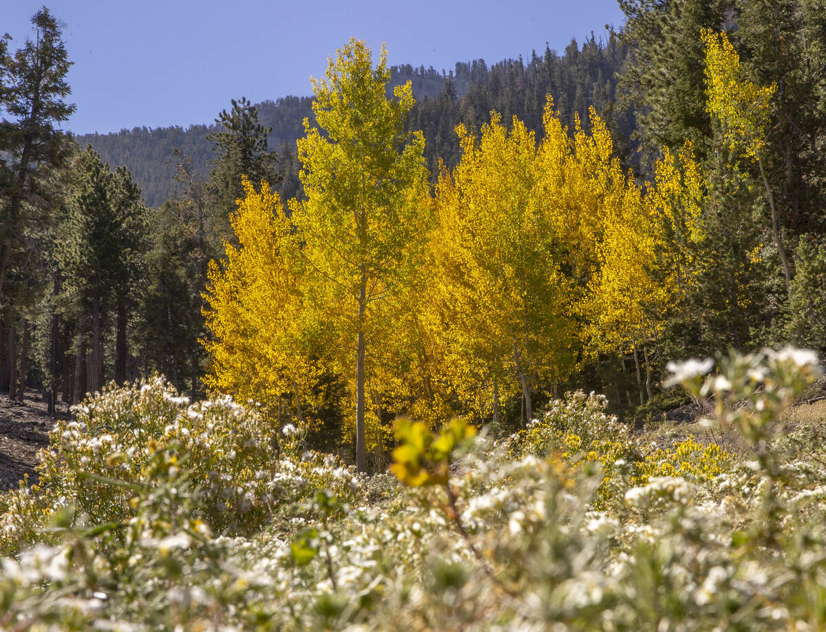 A stand of Aspens turns color on the first day of fall about a carpet of flowers in the woods a ...