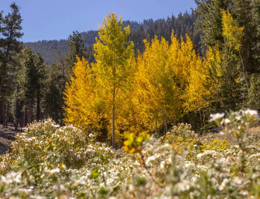 A stand of Aspens turns color on the first day of fall about a carpet of flowers in the woods a ...