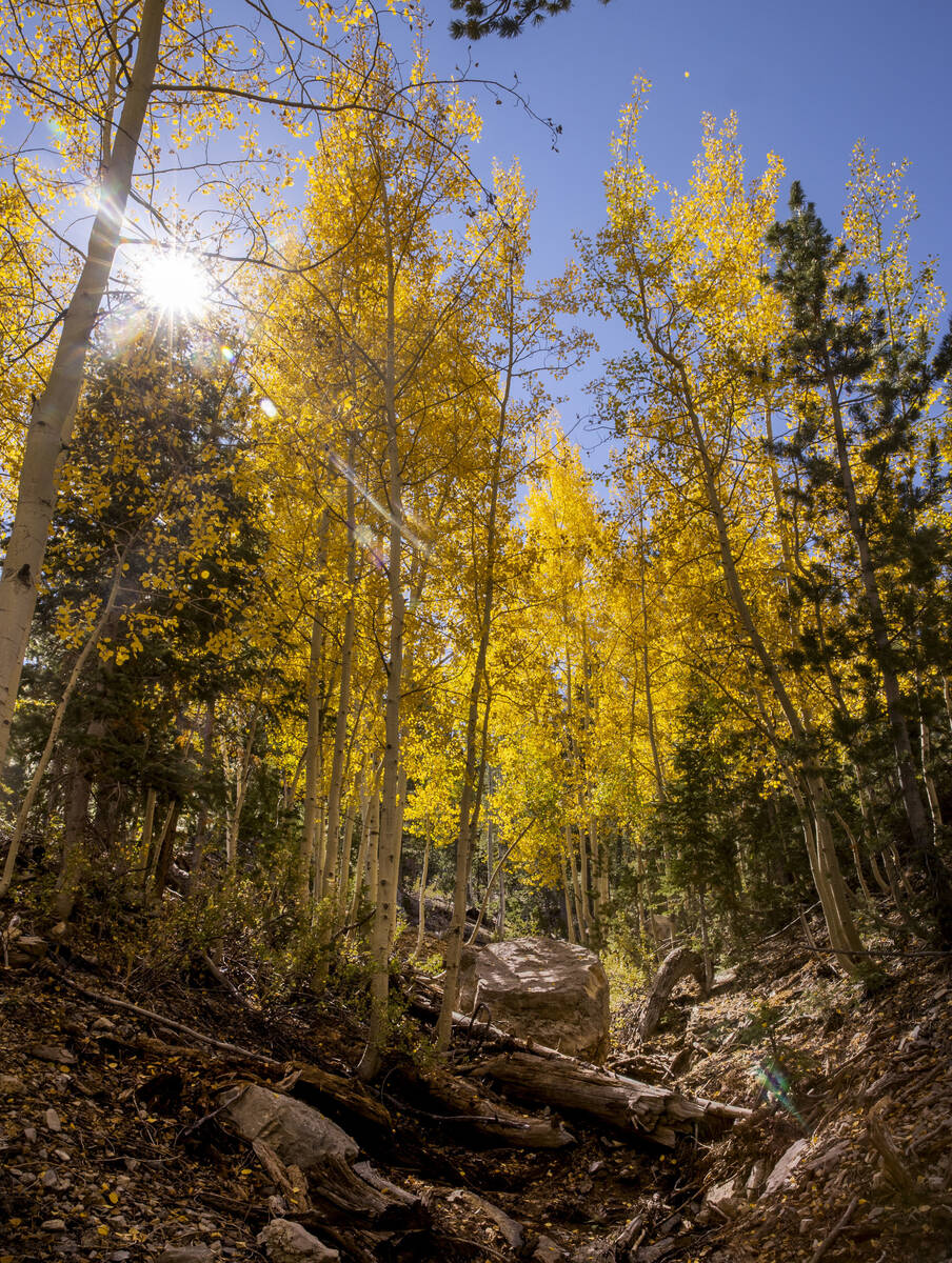 A stand of Aspens turns color on the first day of fall in the woods above the Lee Canyon ski re ...