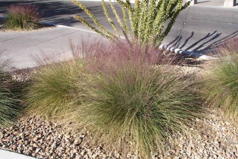 Small ornamentals and grasses are good choices for planting above a leach field or septic tank. ...
