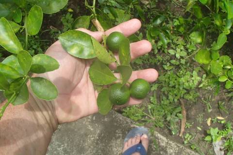Bob Morris Calamansi, sometimes called calamondin, is a lime tree native to the Philippines.