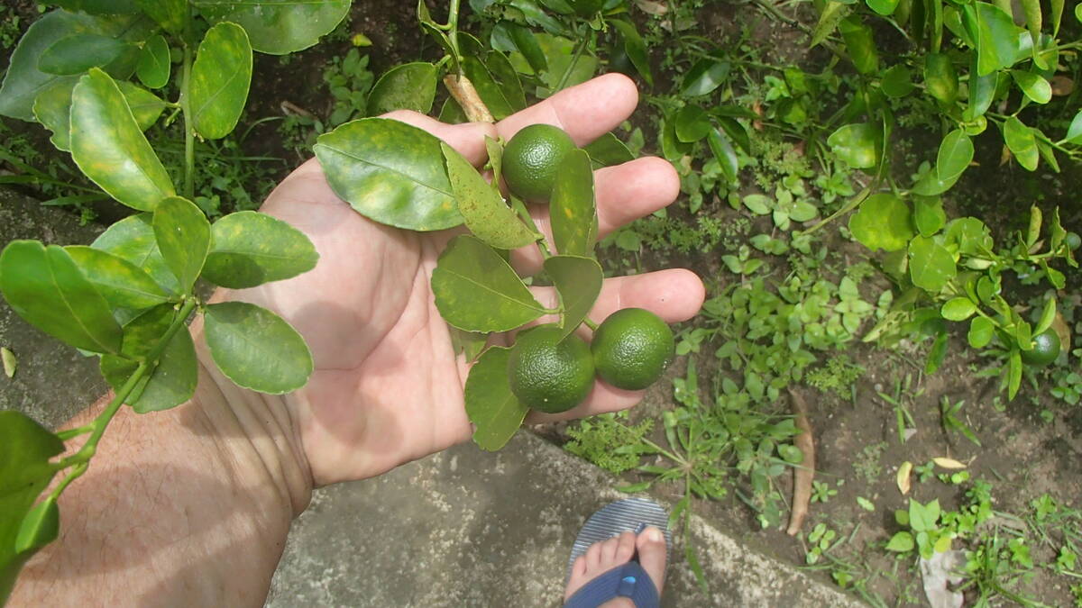 Bob Morris Calamansi, sometimes called calamondin, is a lime tree native to the Philippines.