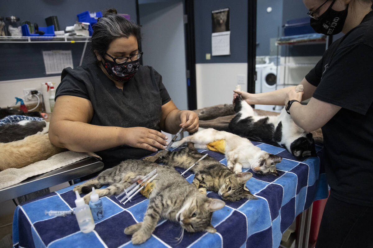 Licensed veterinary technician Elizabeth Rada, left, with volunteer Kim Heath, gets vaccination ...