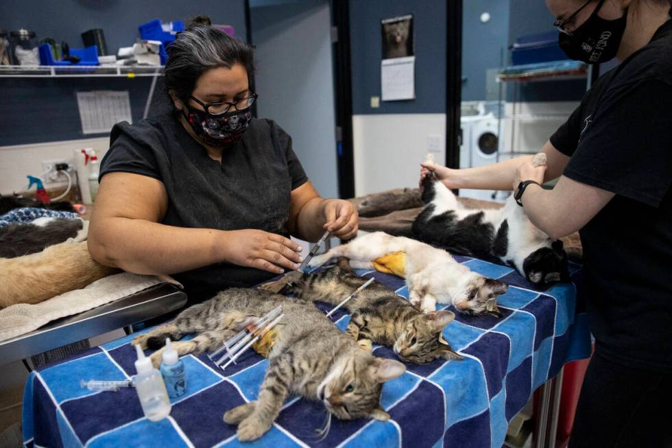 Licensed veterinary technician Elizabeth Rada, left, with volunteer Kim Heath, gets vaccination ...