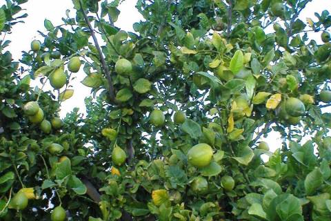Lemons, like these on this Eureka tree, usually don’t ripen until about December. (Bob Morris)