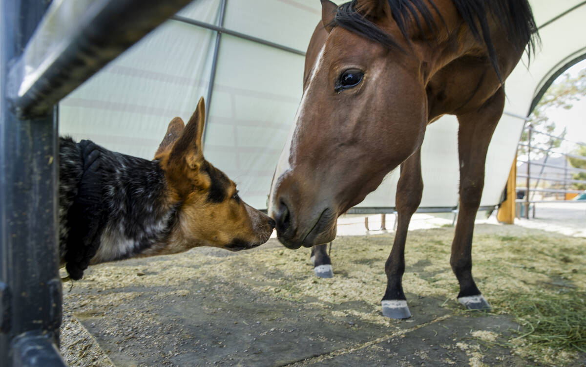 Jack the dog and Annie the horse have become very friendly around each other under her covered ...